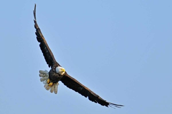 Canada, Ontario, Ear Falls Bald Eagle in flight